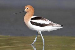 American Avocet